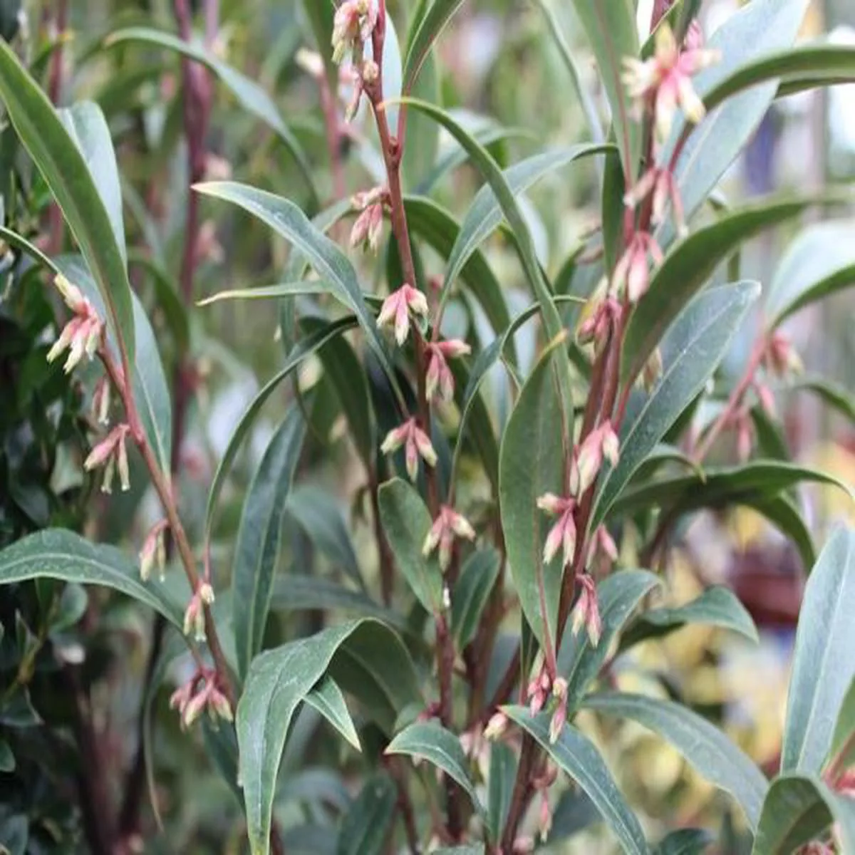 Sarcococca hookeriana