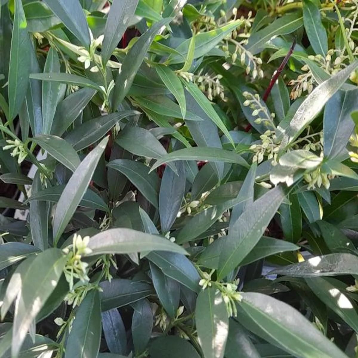 Sarcococca ruscifolia Dragons Gate