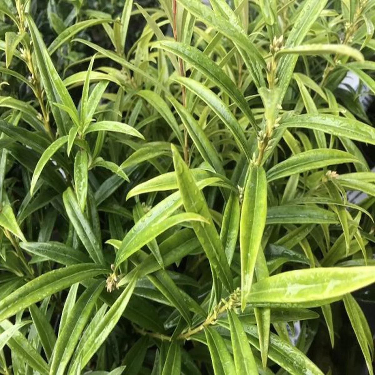 Sarcococca ruscifolia Saligna