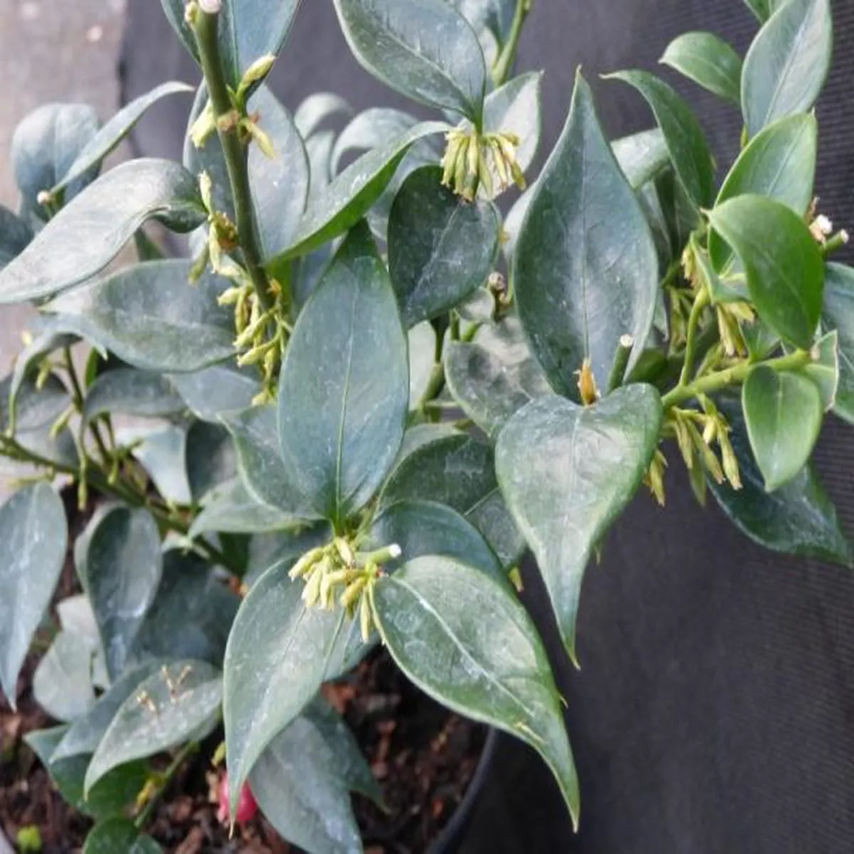 Sarcococca ruscifolia