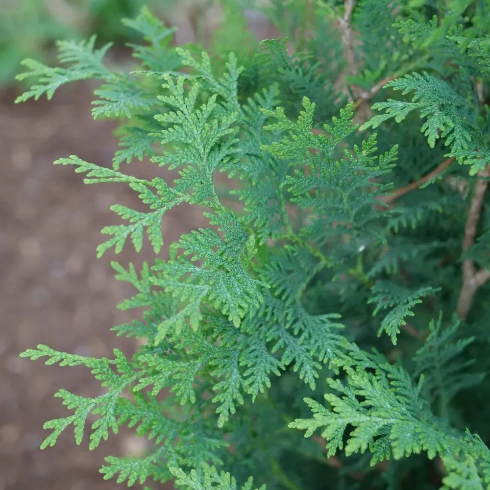 Sasquatch Dark Green™ Arborvitae