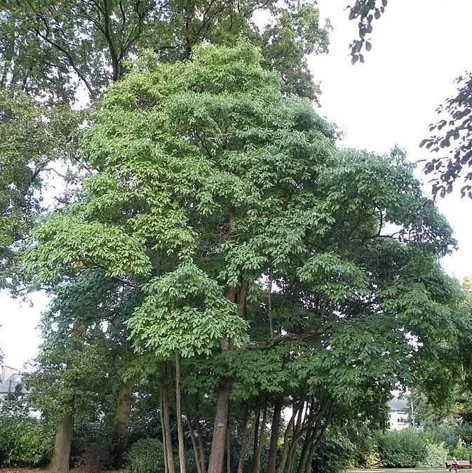 Sassafras albidum- Sassafras