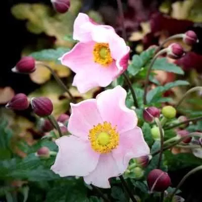 Satin Doll Blush Windflower