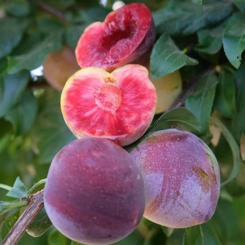Satsuma plum tree