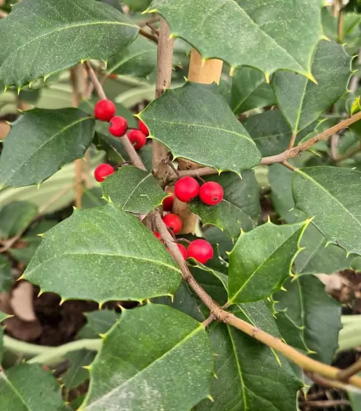 Satyr Hill American Holly