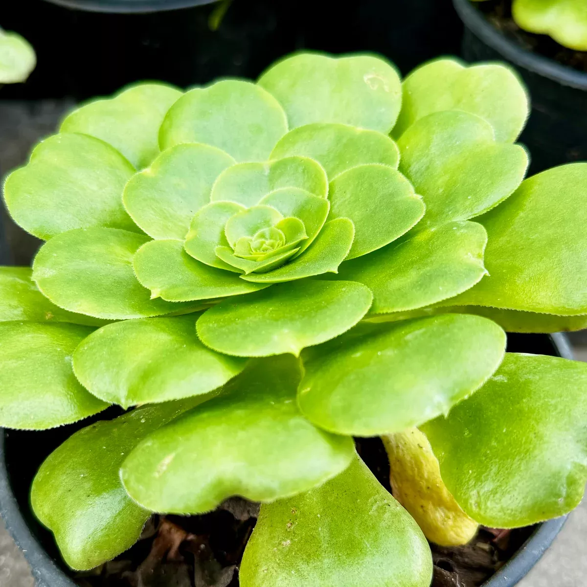 Saucer Plant