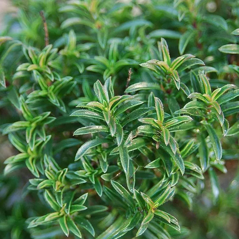 Savory 'Winter'