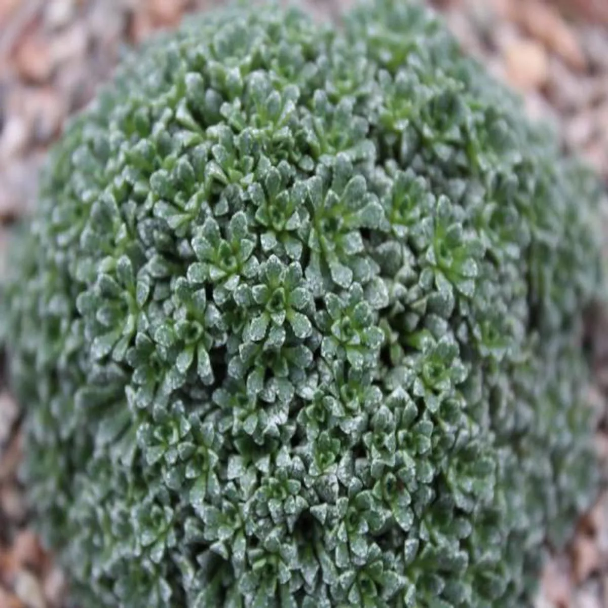 Saxifraga cochlearis ProfusionSaxifrage