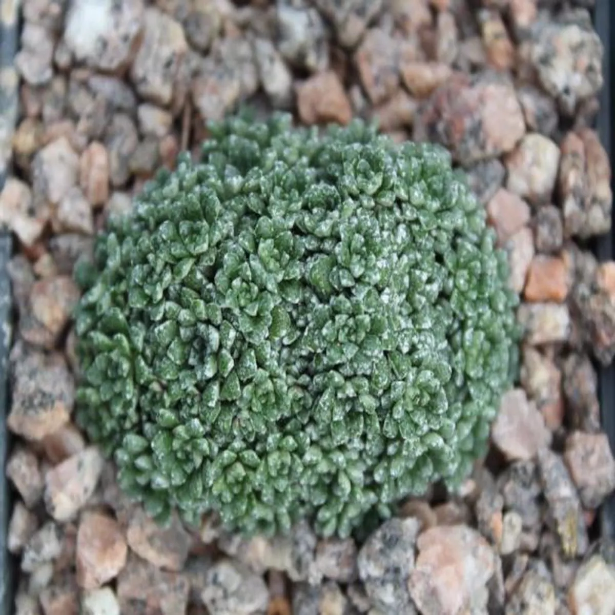 Saxifraga cochlearis Pseudo-valdensisSaxifrage