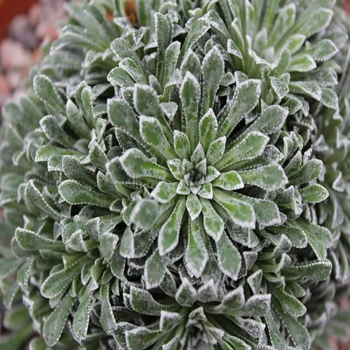 Saxifraga Francis CadeSaxifrage