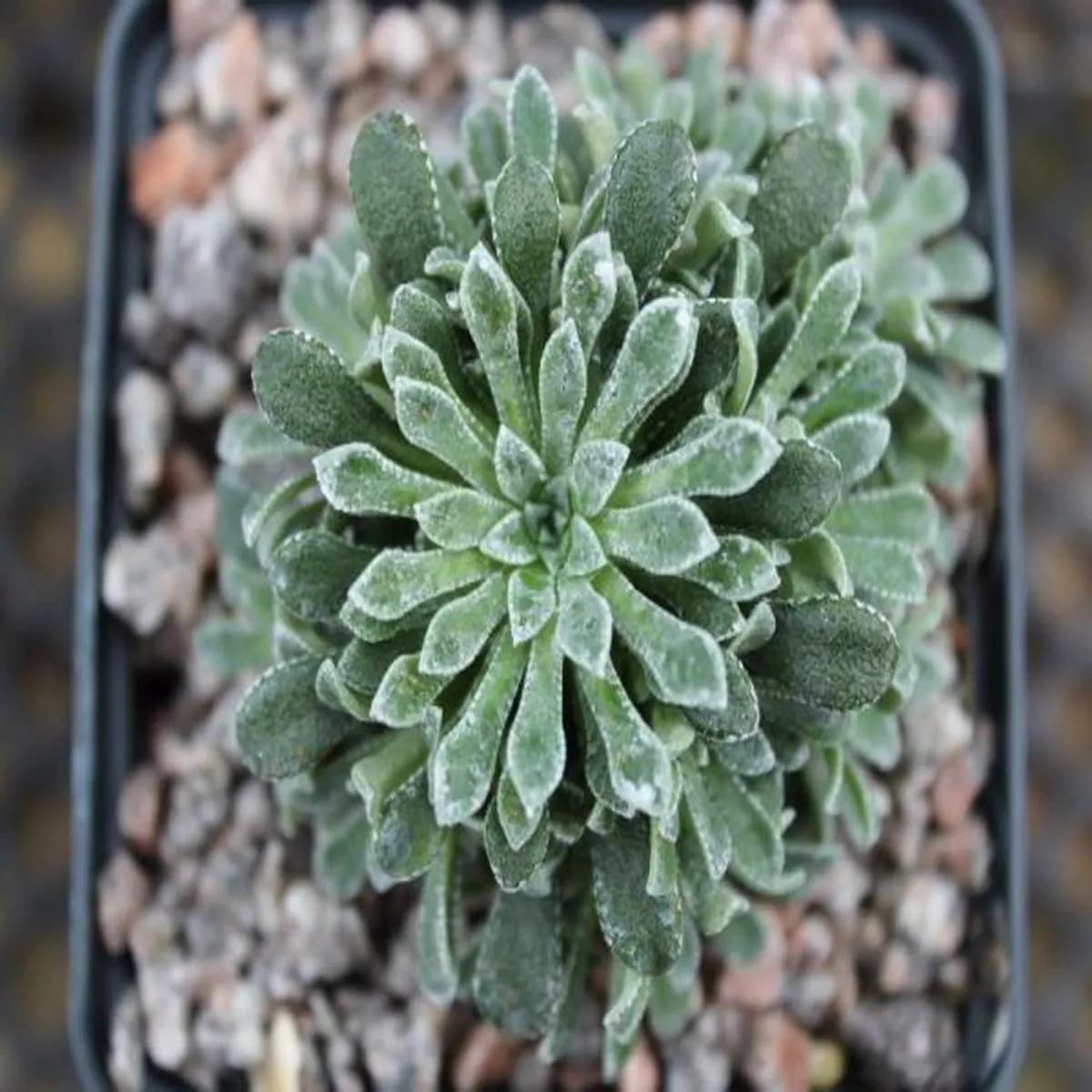 Saxifraga Hi-Ho SilverSaxifrage