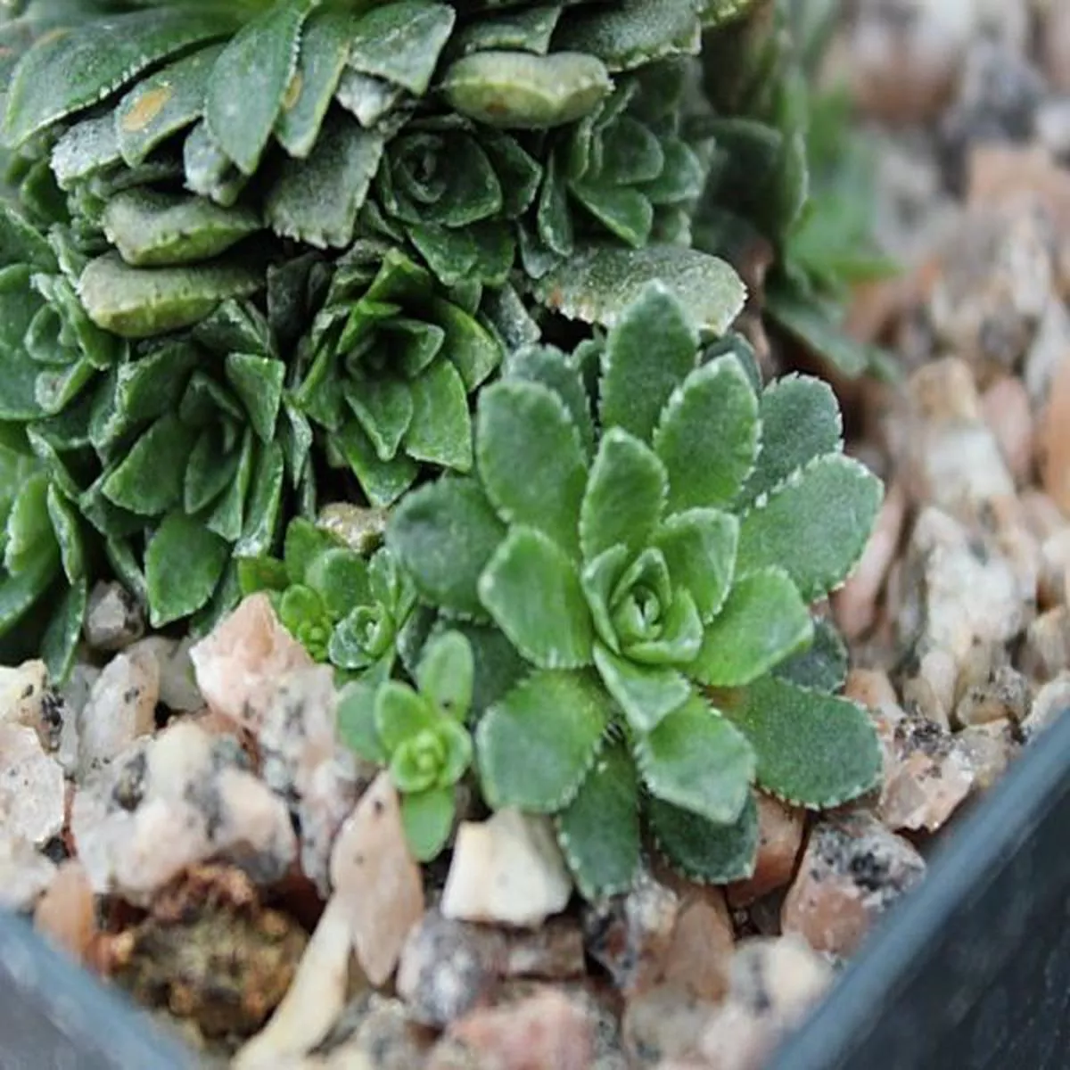 Saxifraga JarmoirSaxifrage