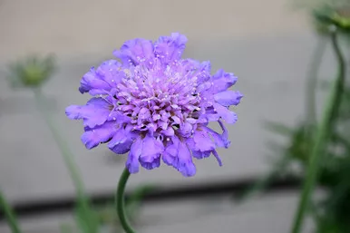 Scabiosa 'Butterfly Blue'