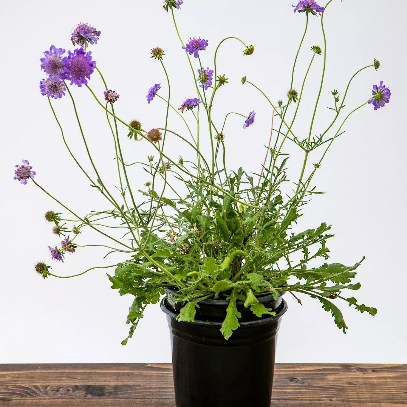Scabiosa columbaria 'Butterfly Blue'- Butterfly Blue Pincushion Flower
