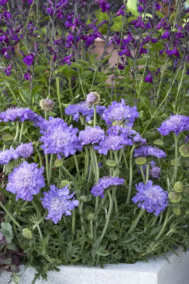 Scabiosa - Pincushion
