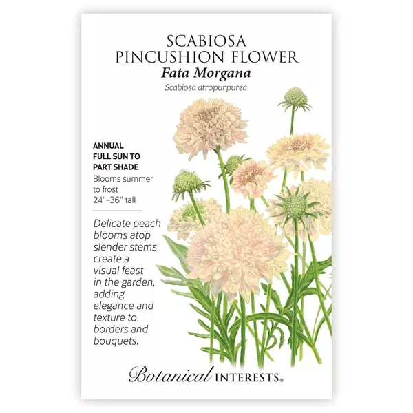 Scabiosa seeds 'Fata Morgana'