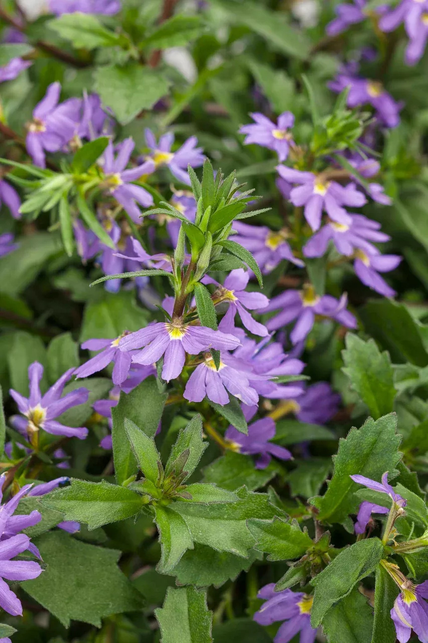 Scaevola hybrid 'Whirlwind Blue'