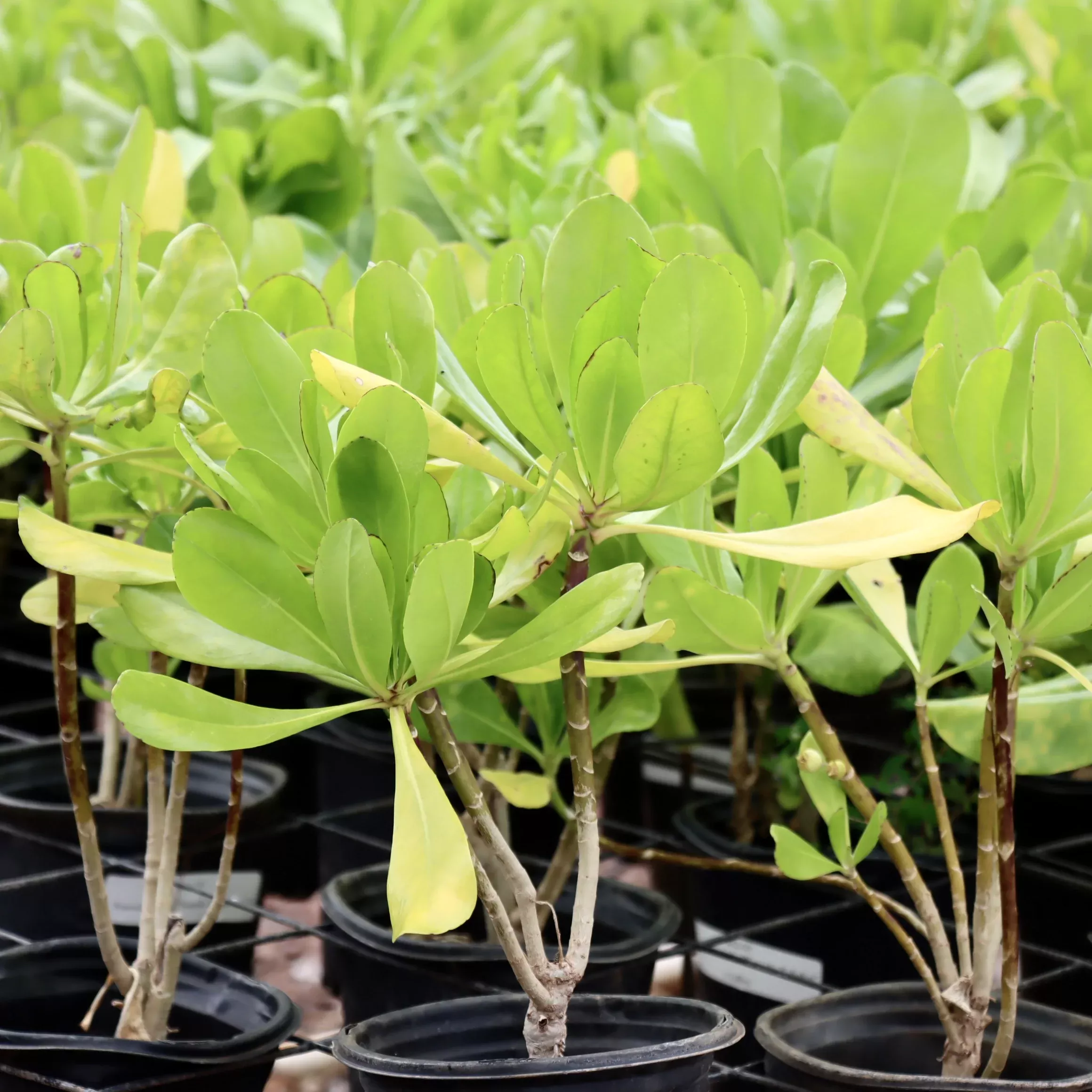 Scaevola taccada, "Naupaka Kahakai"
