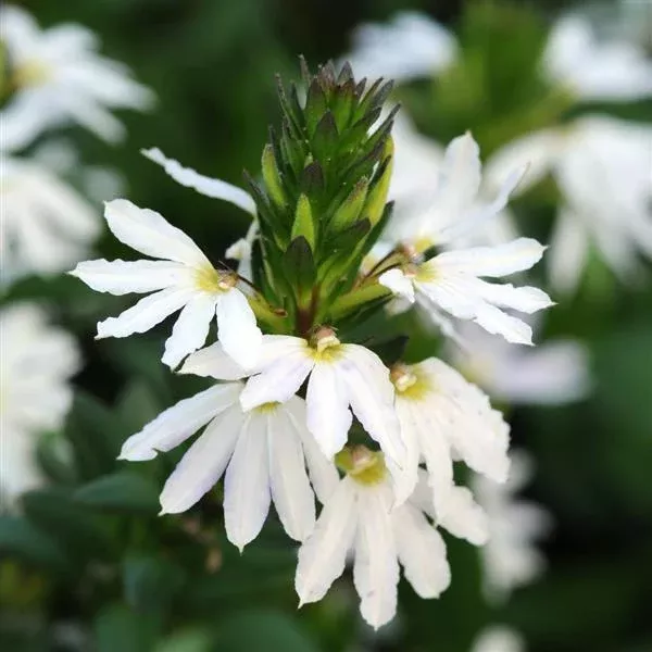 Scaevola White Sparkle NEW 2025