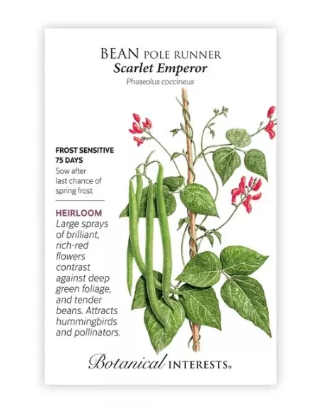 Scarlet Emperor Pole Runner Bean