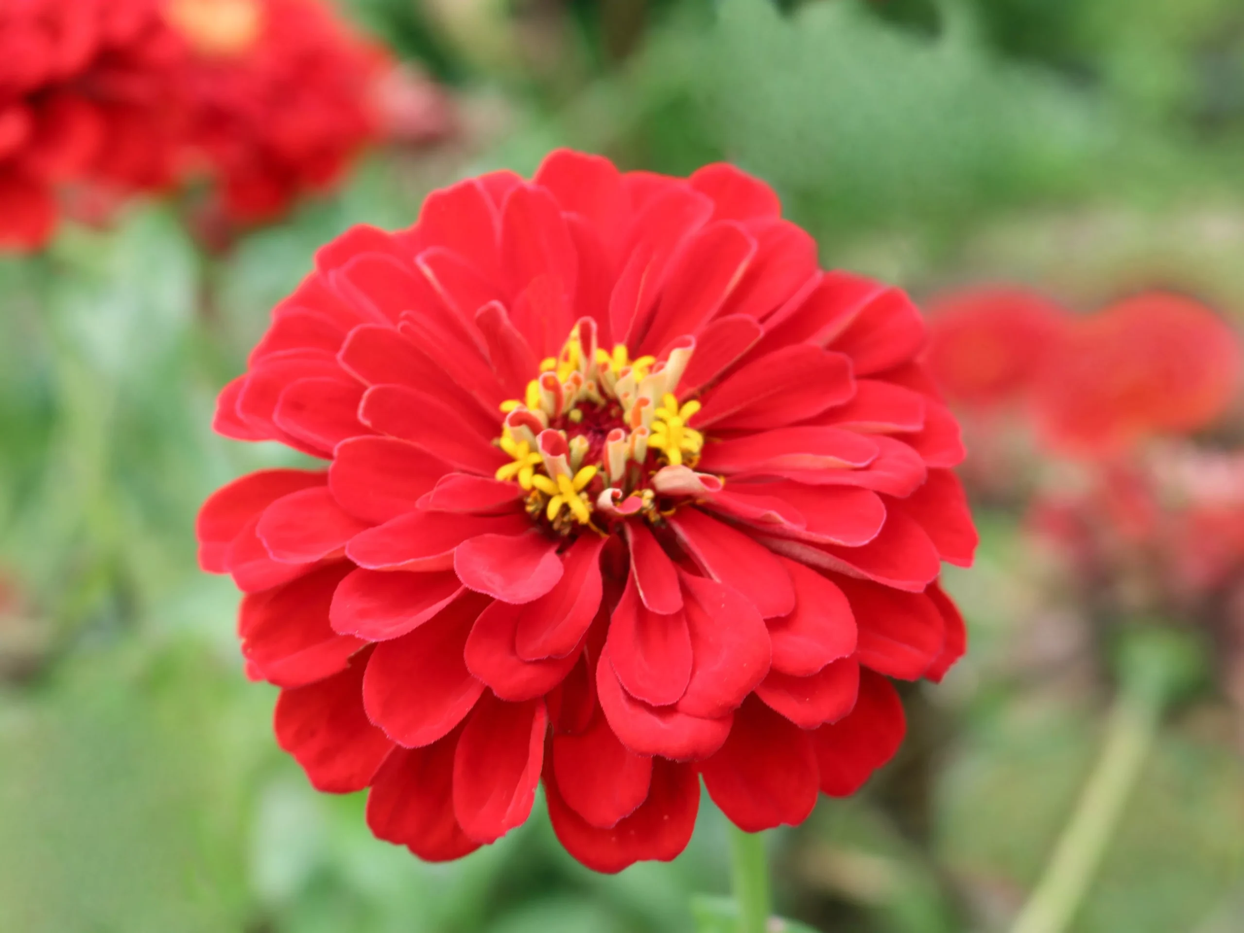 Scarlet Flame Organic Zinnia Seeds