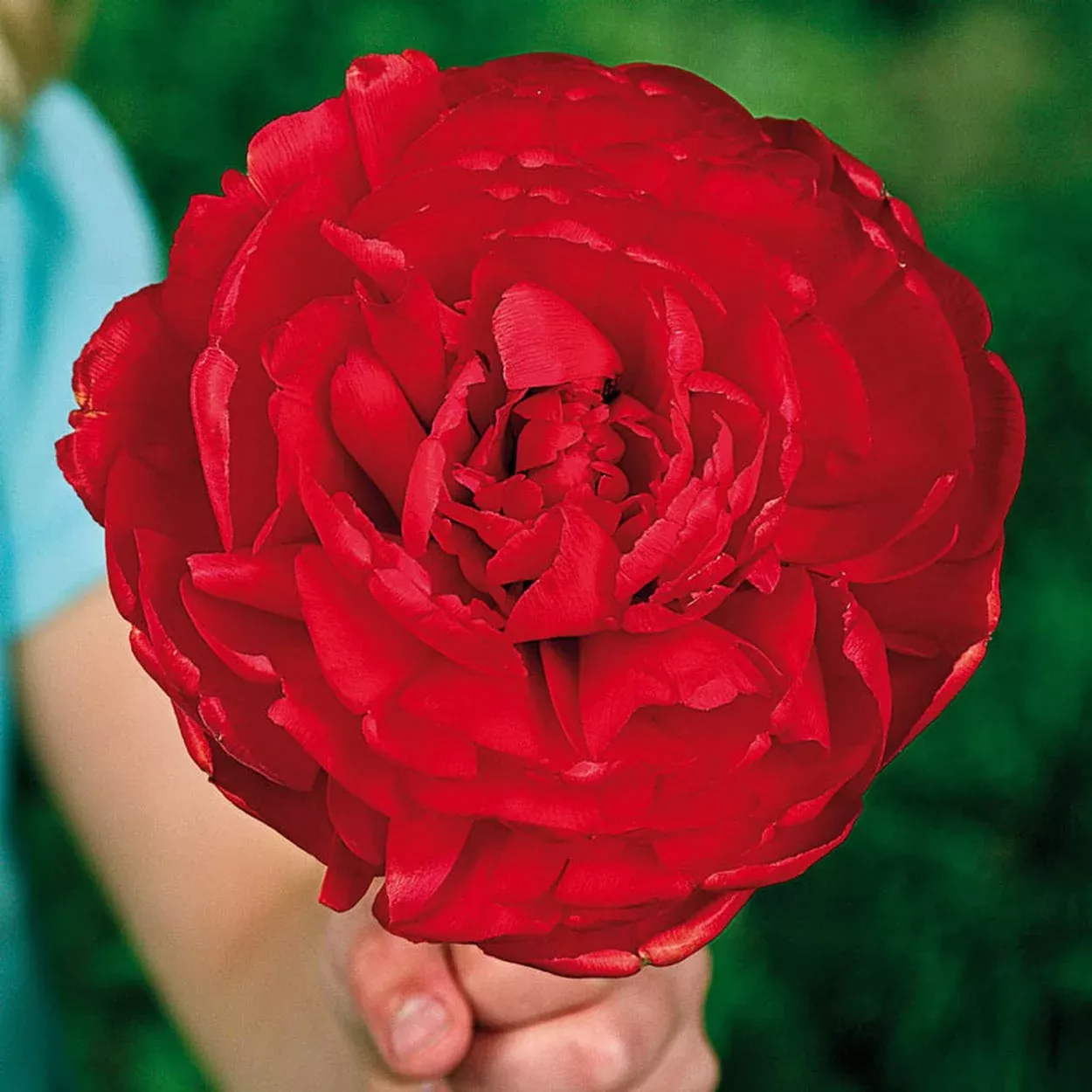 Scarlet Majesty™Tulip