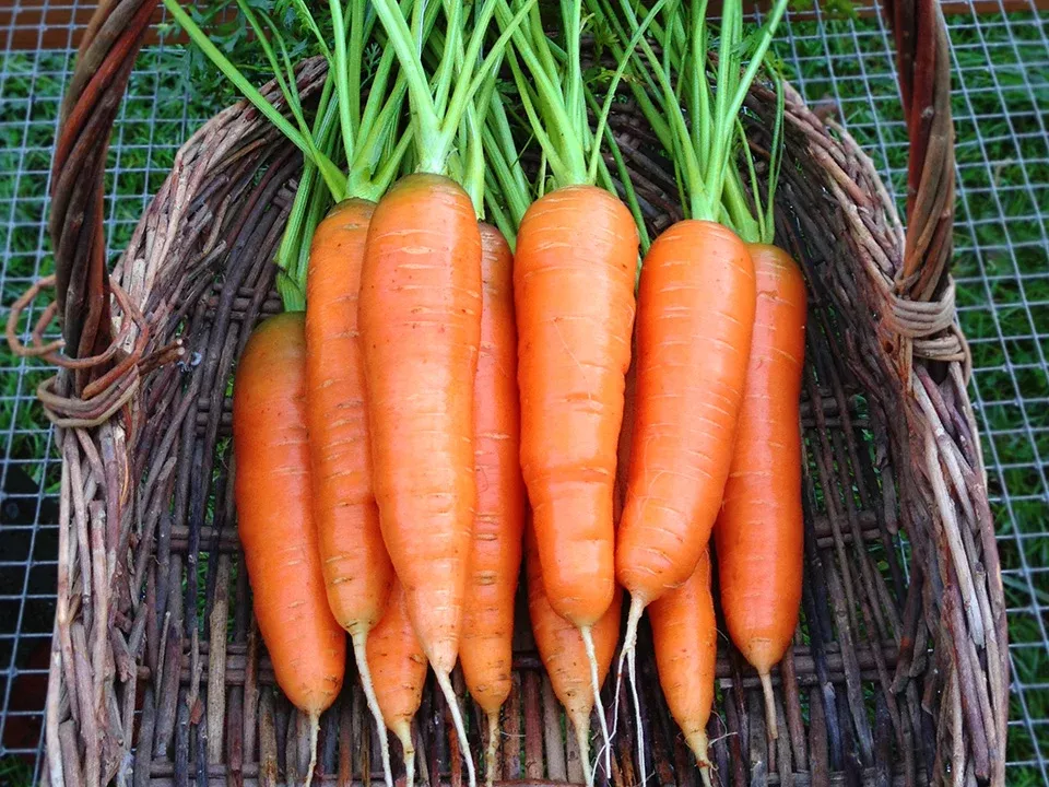 Scarlet Nantes Organic Carrot Seeds