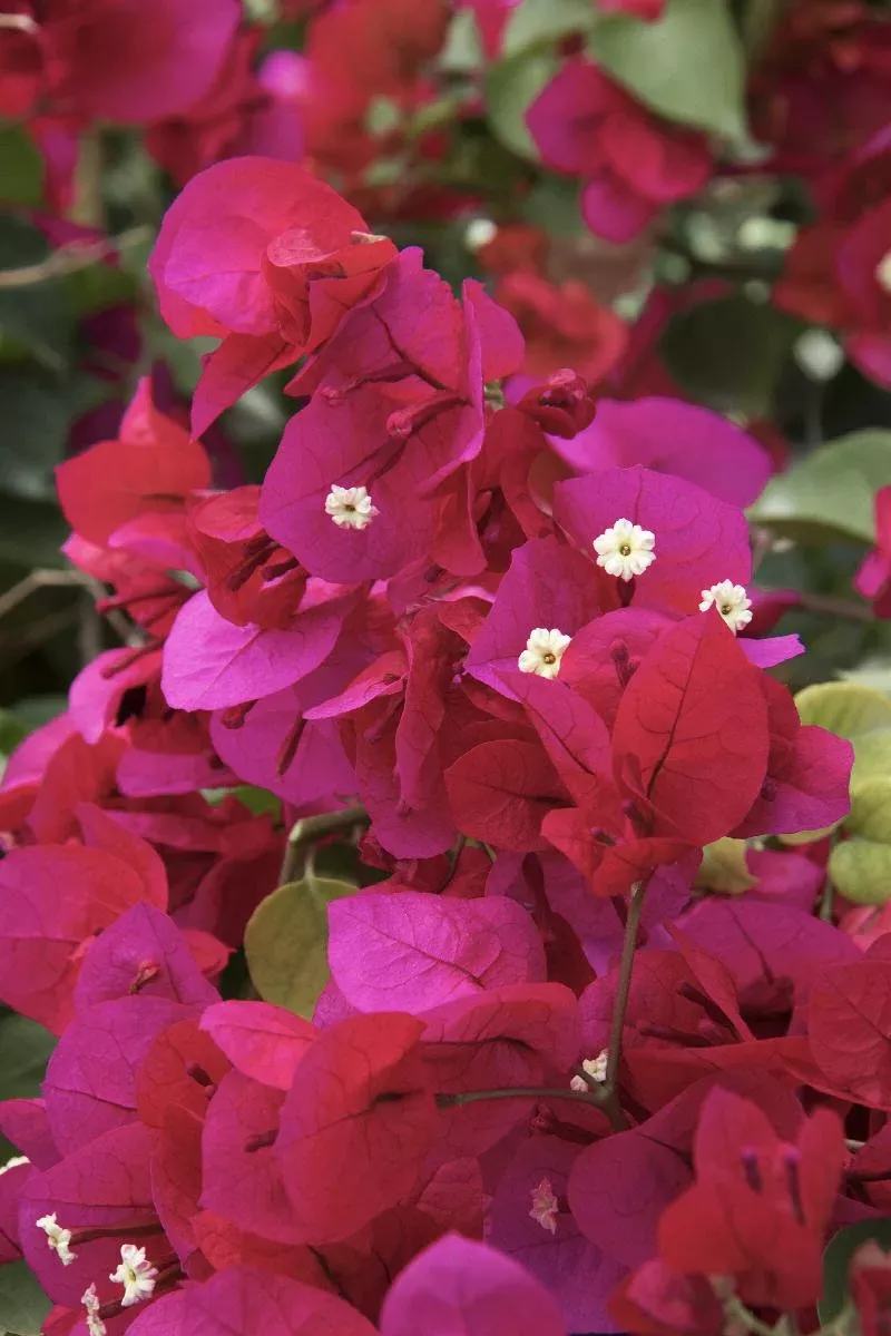 Scarlett O'Hara Bougainvillea