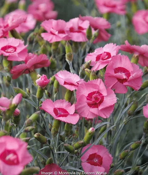 Scent from Heaven™ Angel of Hope Dianthus
