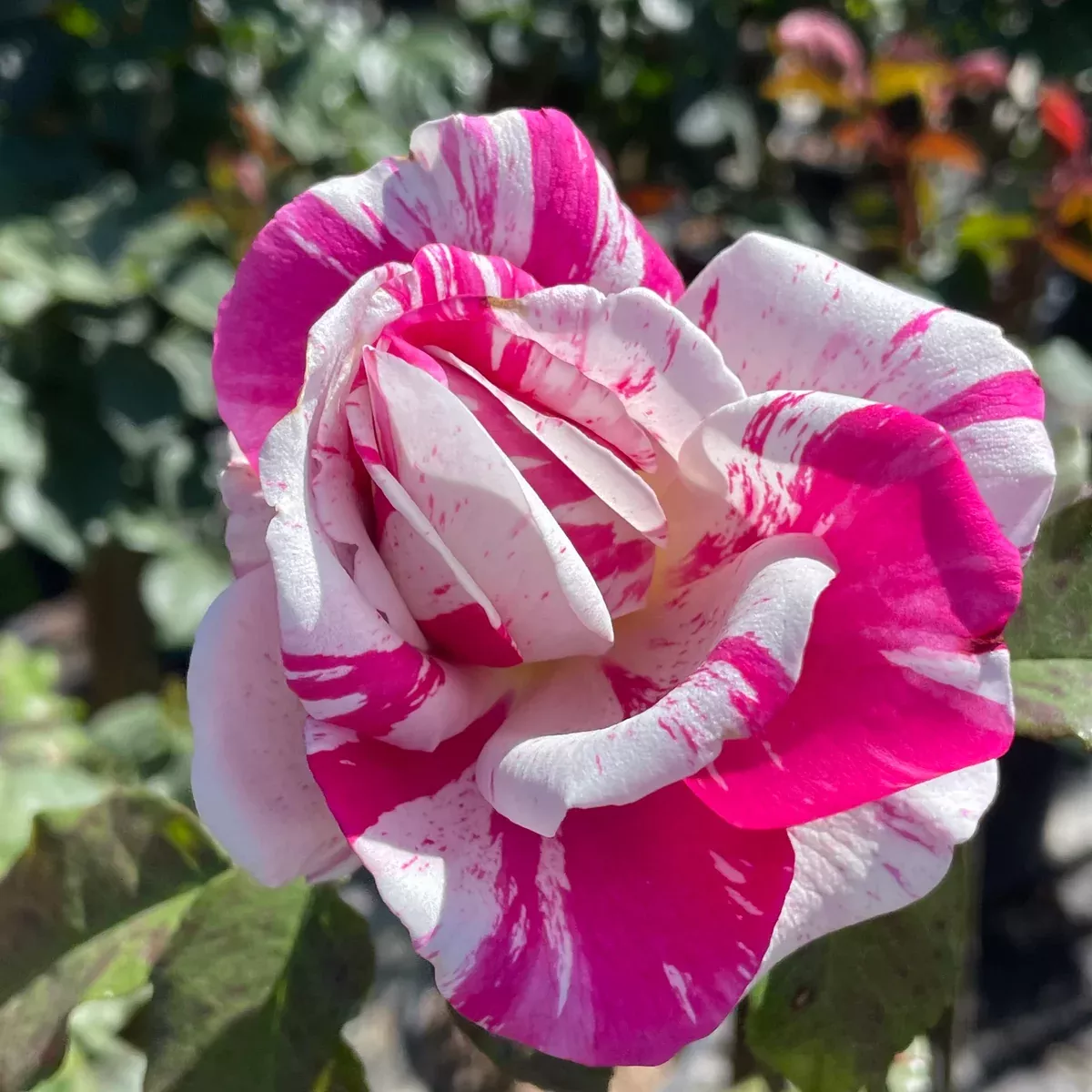 Scentimental Rose Tree