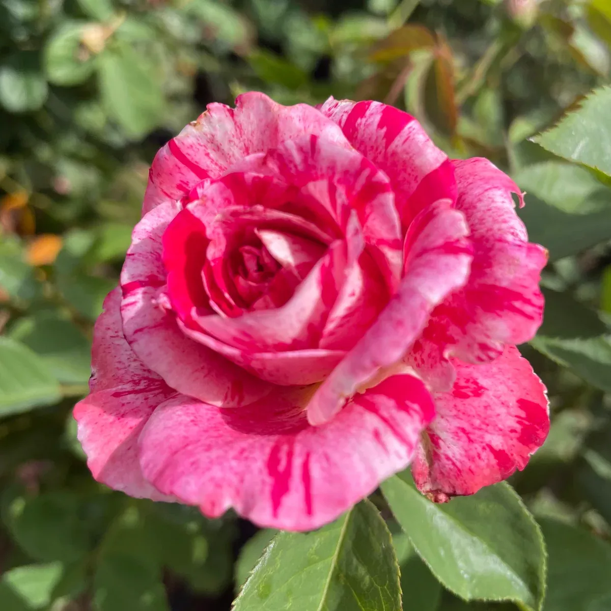 Scentimental Rose