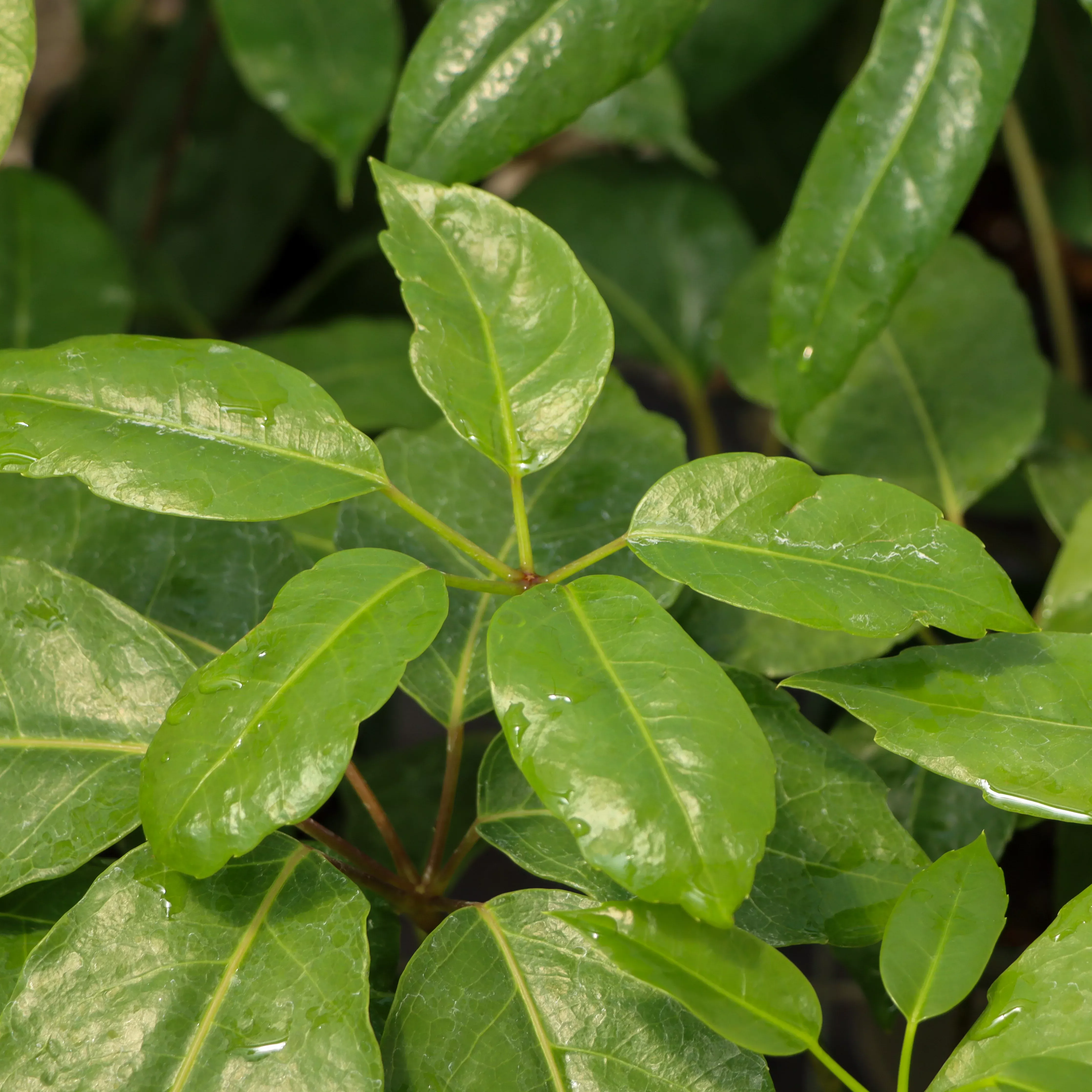 Schefflera actinophylla, "Octopus Tree"