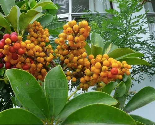 Schefflera octophylla seeds