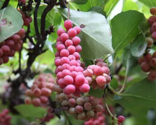 Schisandra chinensis seeds