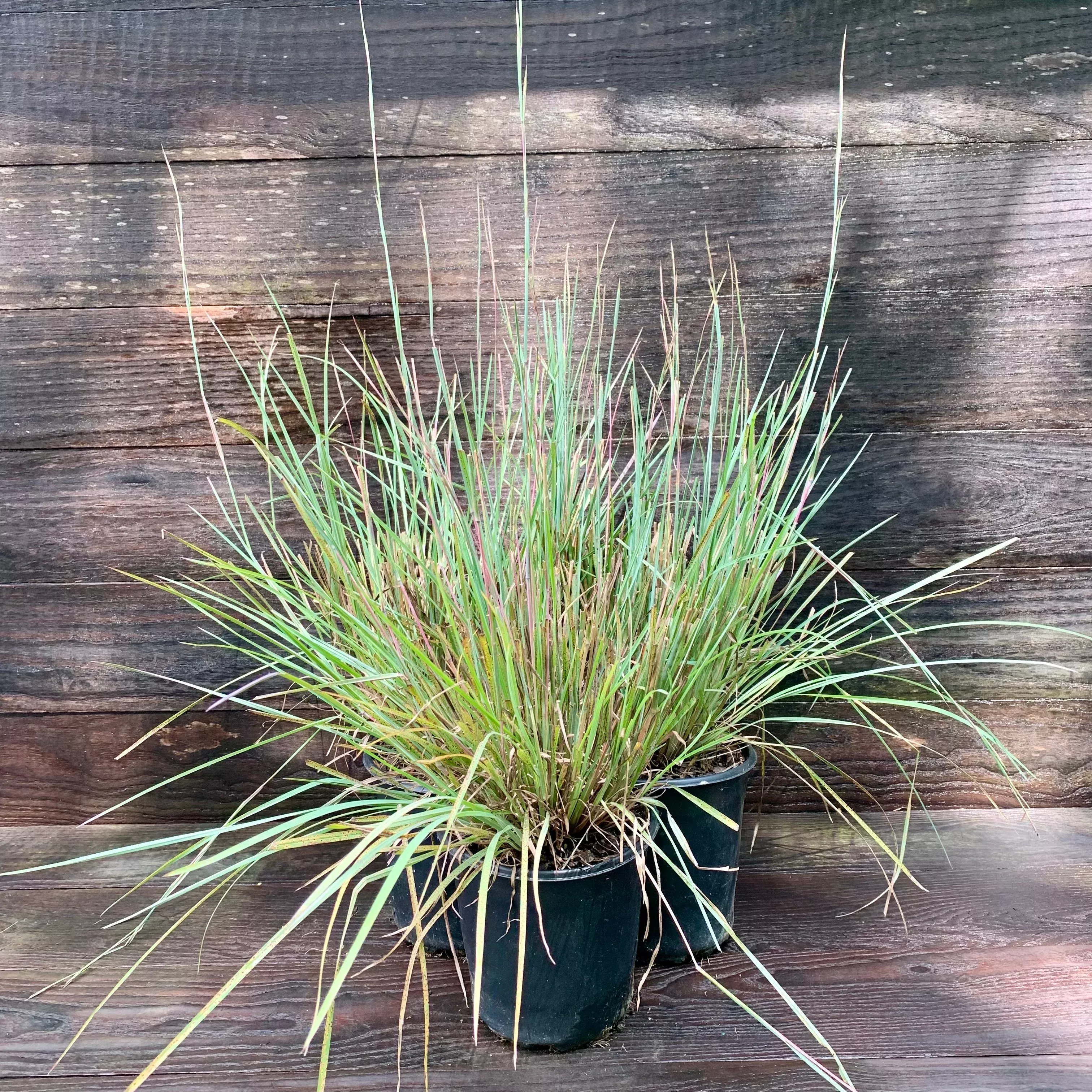 Schizachyrium scoparium 'The Blues'- The Blues Little Bluestem