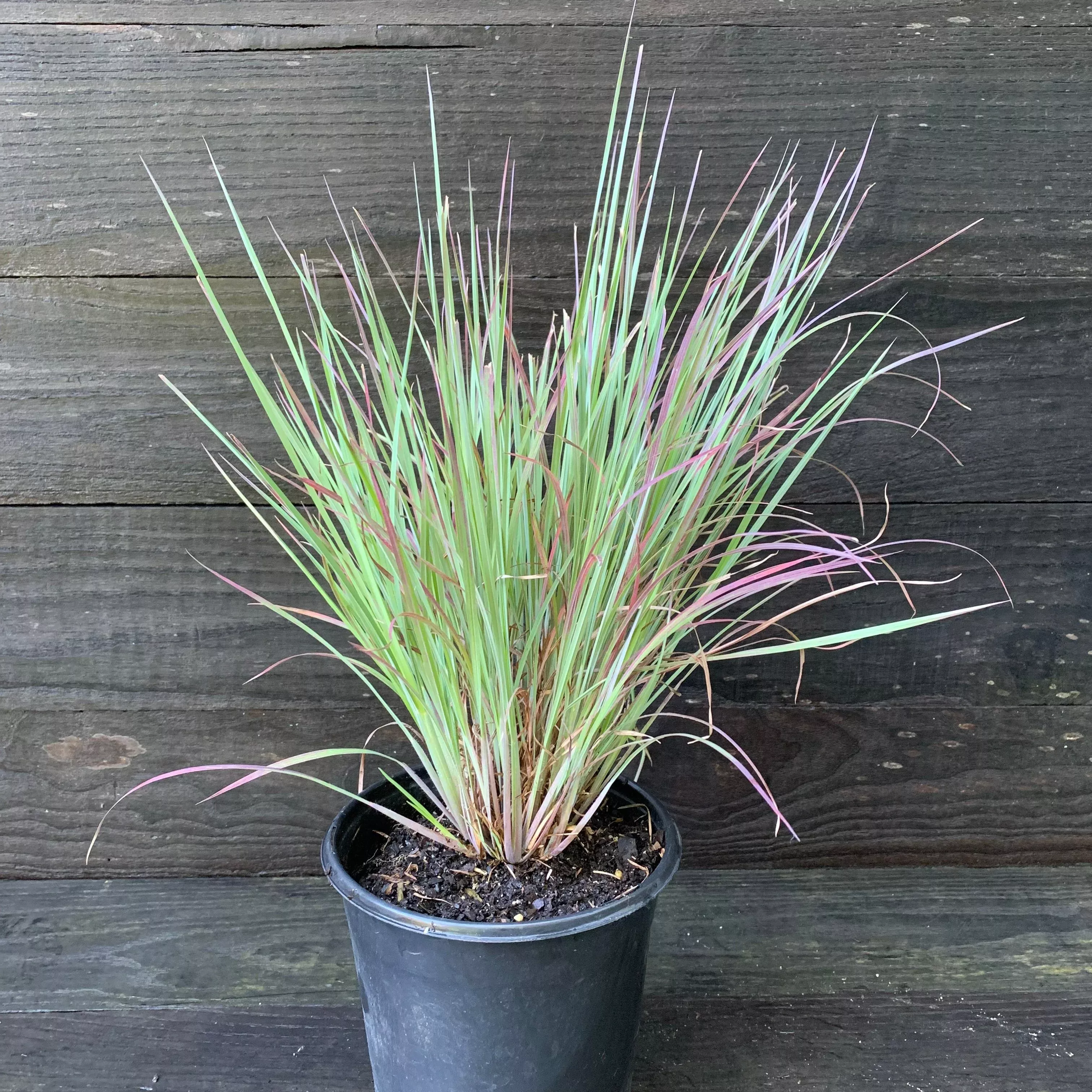 Schizachyrium scoparium 'Standing Ovation'- Standing Ovation Little Bluestem