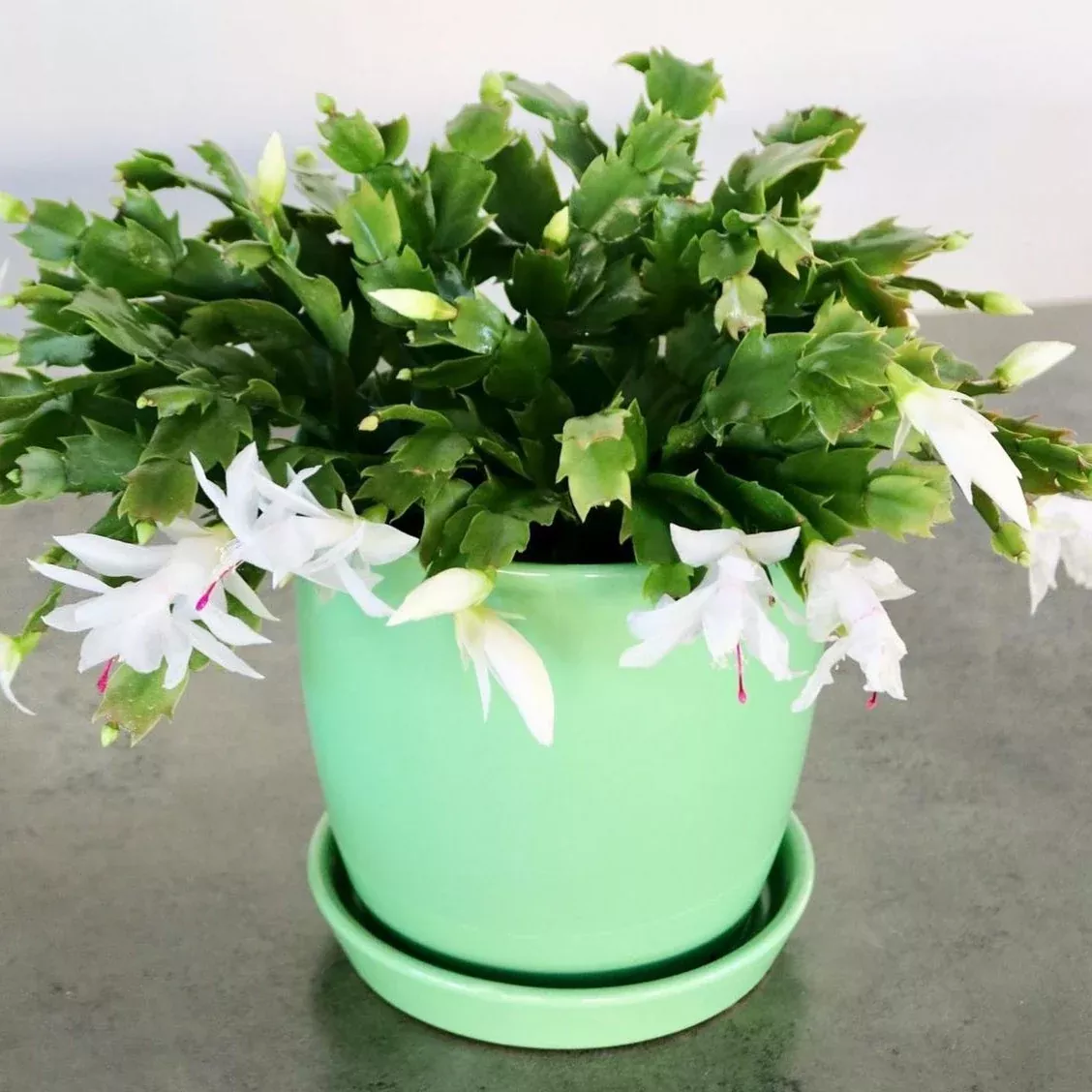 Schlumbergera truncata 'Christmas Cactus'