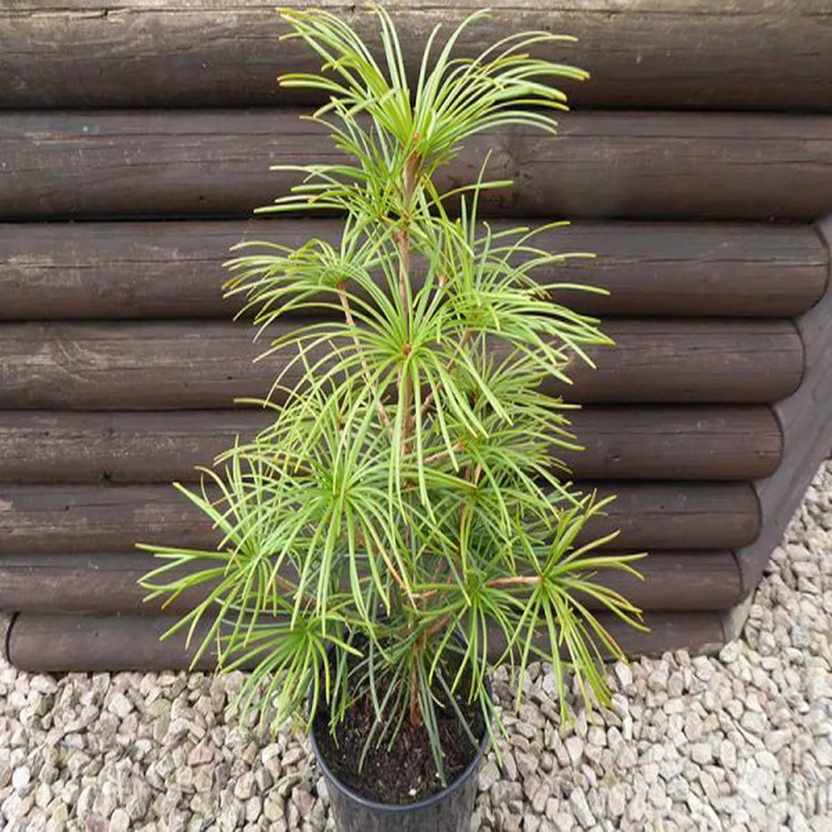 Sciadopitys verticillataJapanese Umbrella Pine.