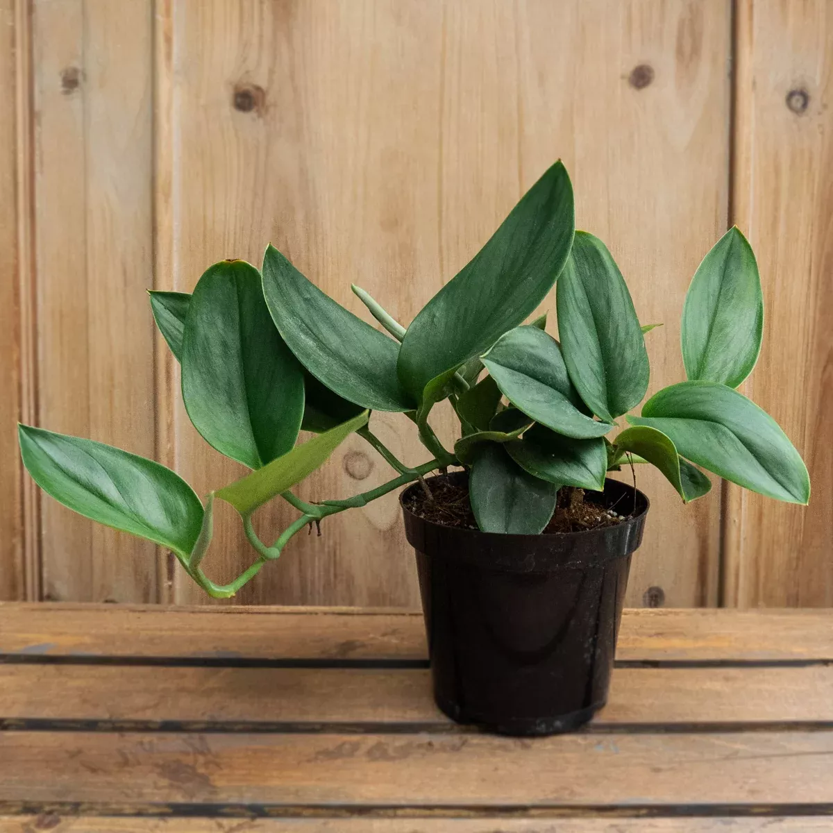 Scindapsus 'Moonlight' - 4" Potted Houseplant