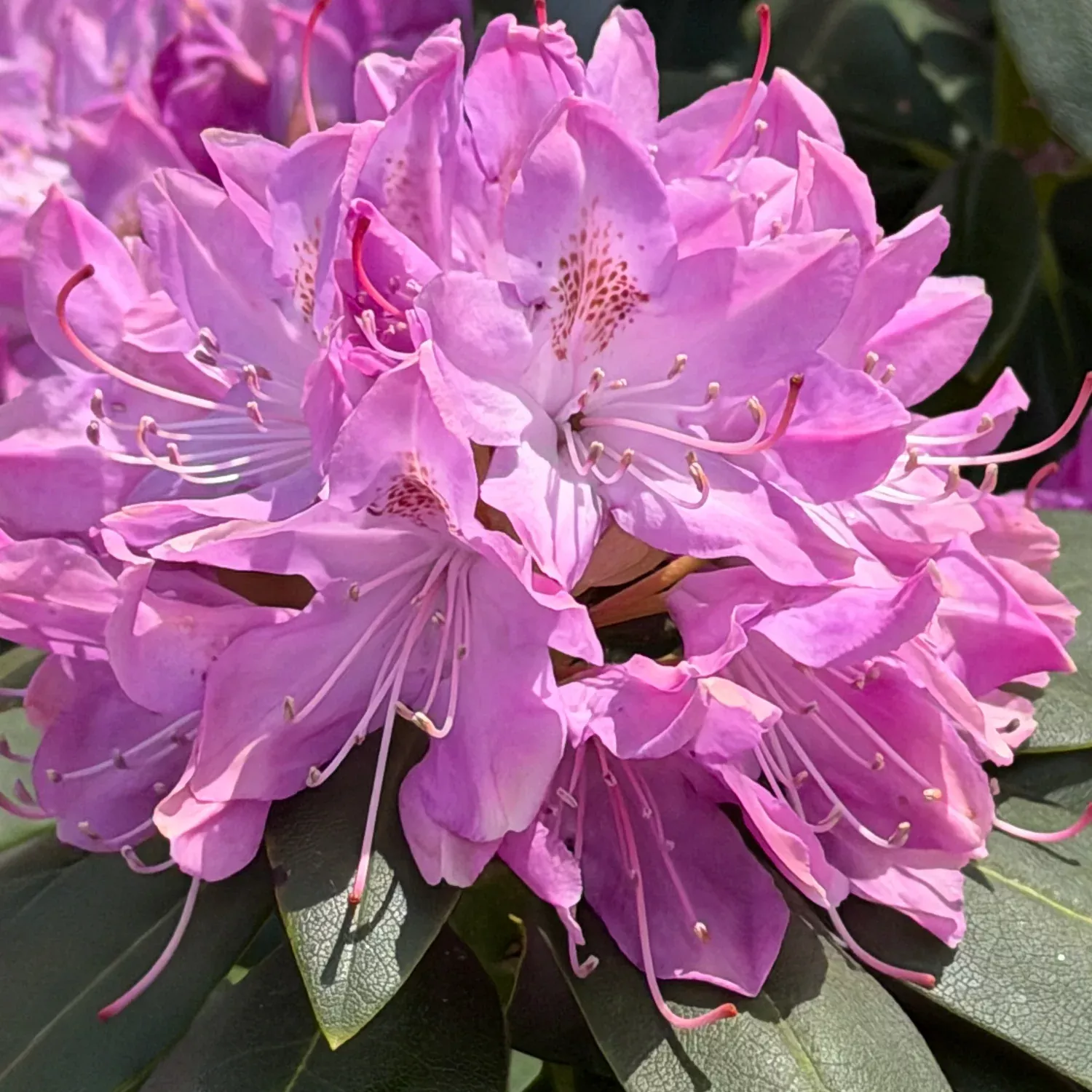 Scintillation Rhododendron