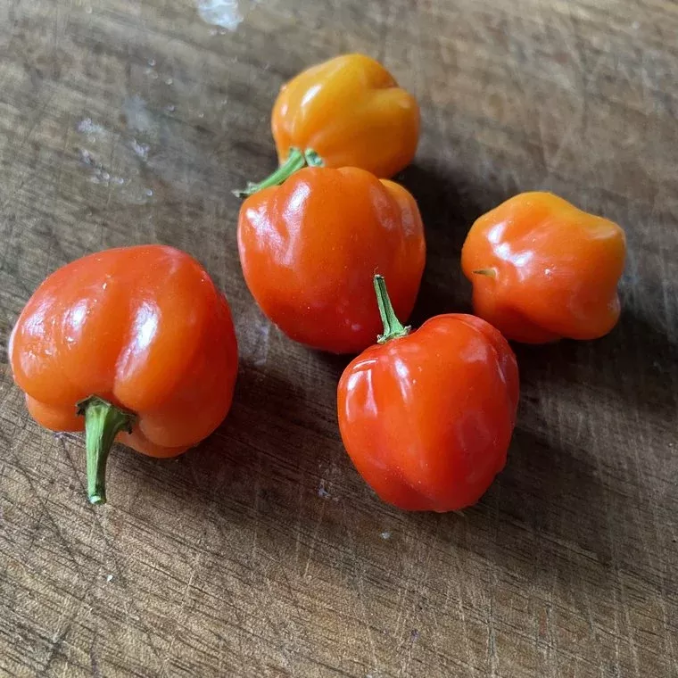 Scotch Bonnet Pepper Seeds