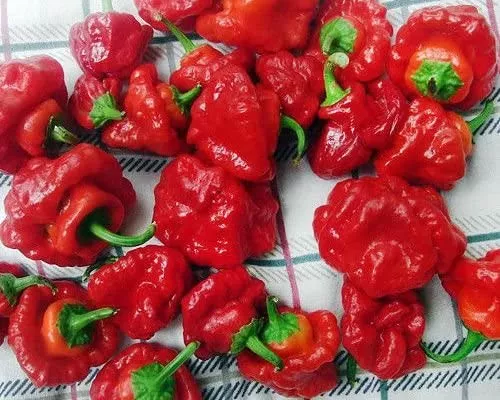 Scotch Bonnet Red- 4" pot