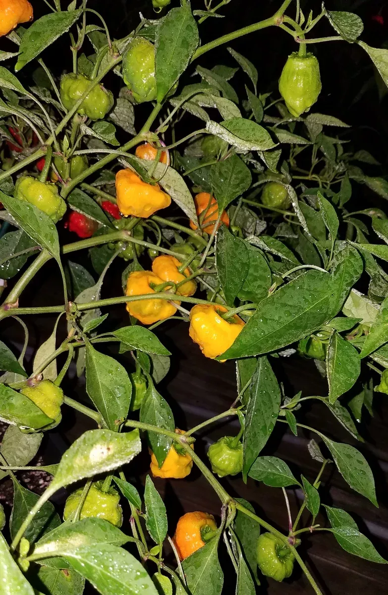 Scotch Bonnet Yellow Pepper- 4" pot