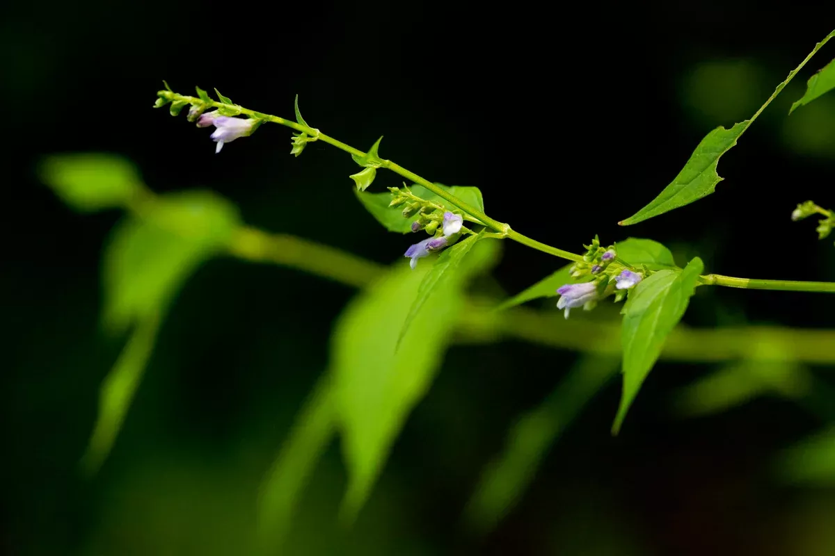 Scutellaria lateriflora 50 Seeds - Mad Dog Skullcap