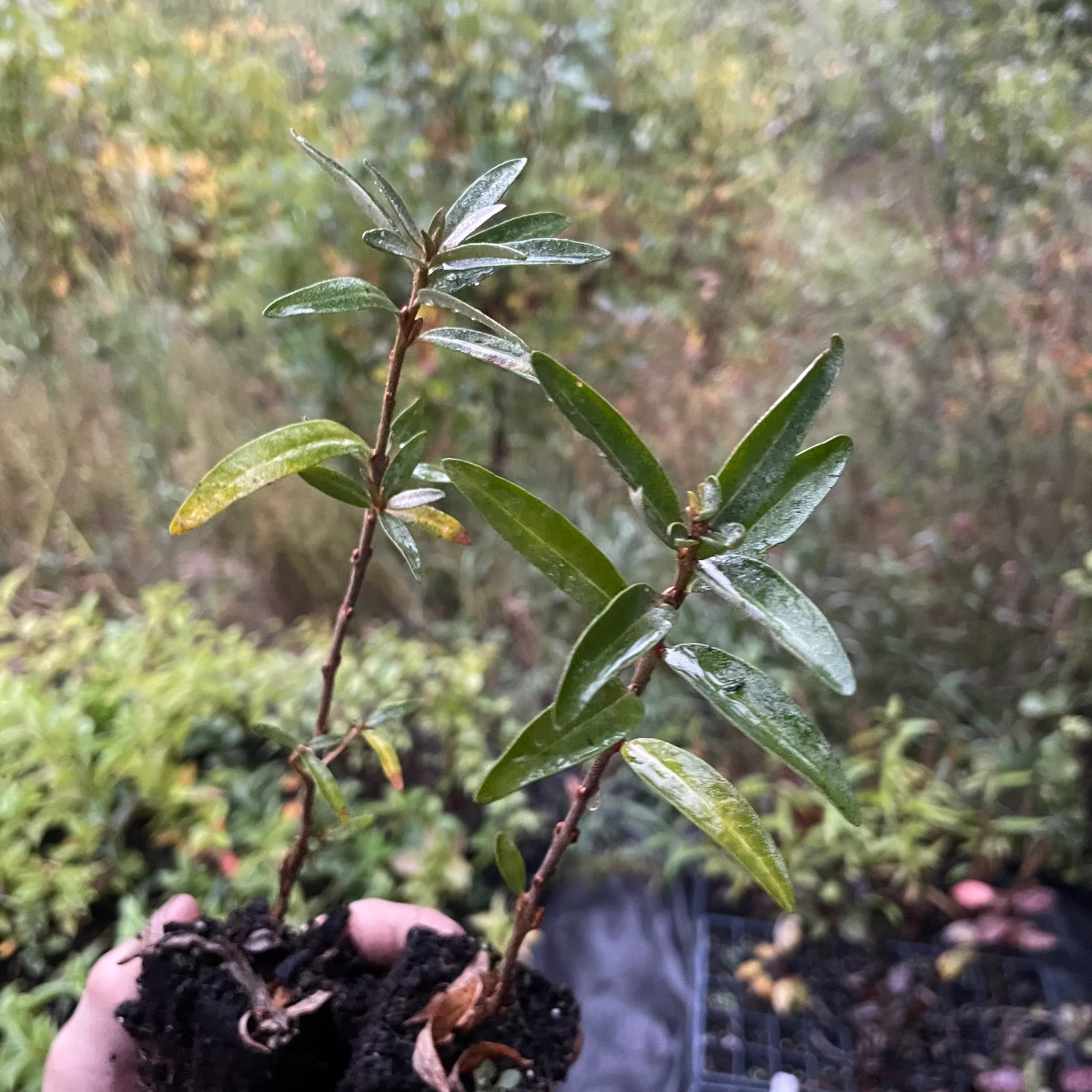 Sea Buckthorn Sinensis Seedlings