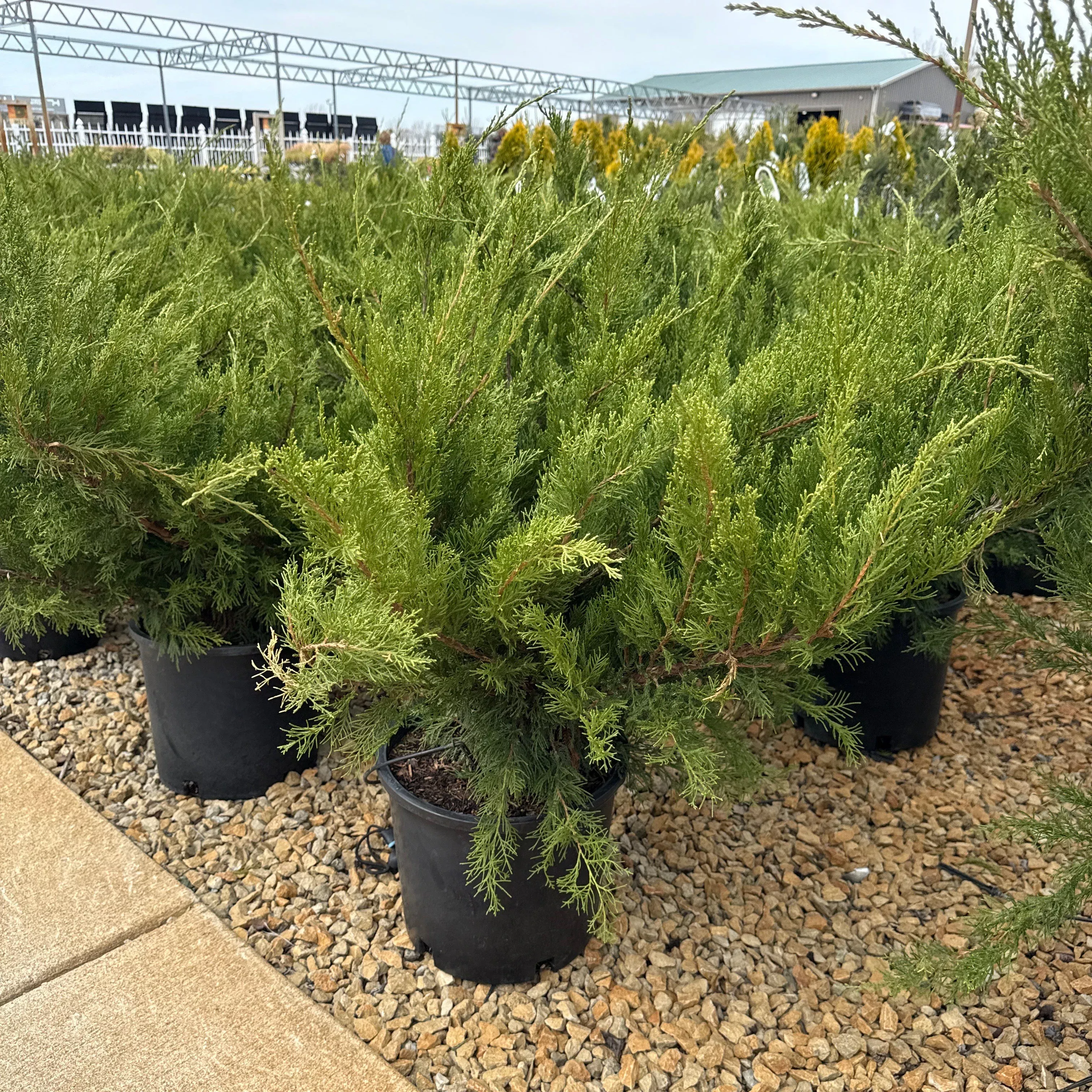 Sea Green Juniper - Juniperus chinensis - 5 Gallon Potted Evergreen Shrub