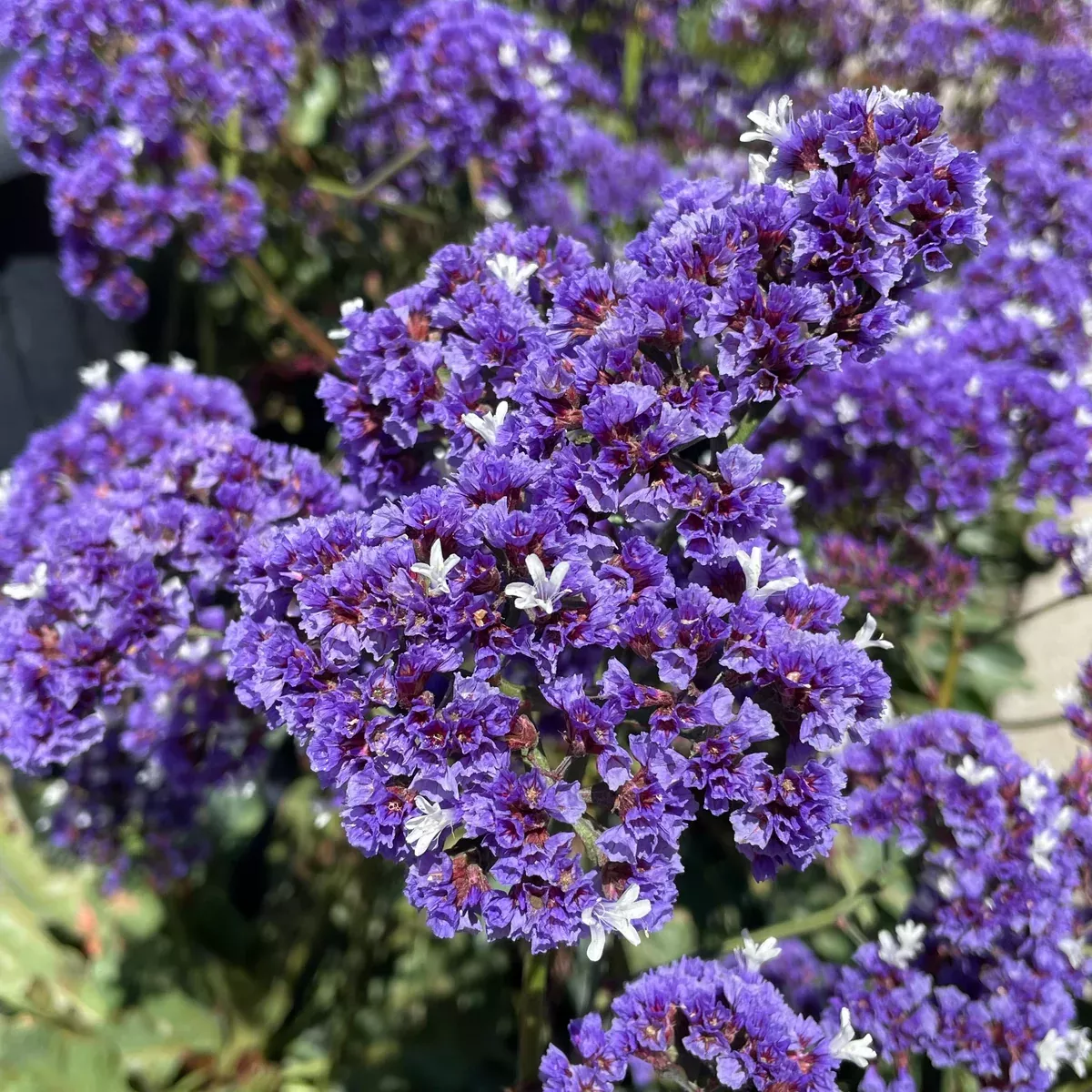 Sea Lavender
