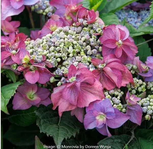 Seaside SerenadeHydrangea