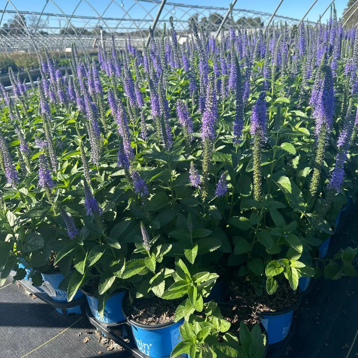 Seaside Speedwell