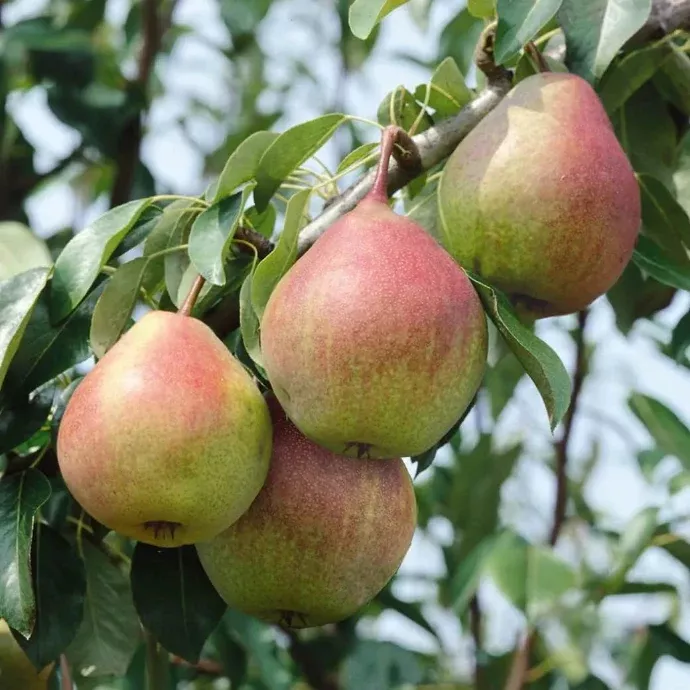 Seckel Pear Tree